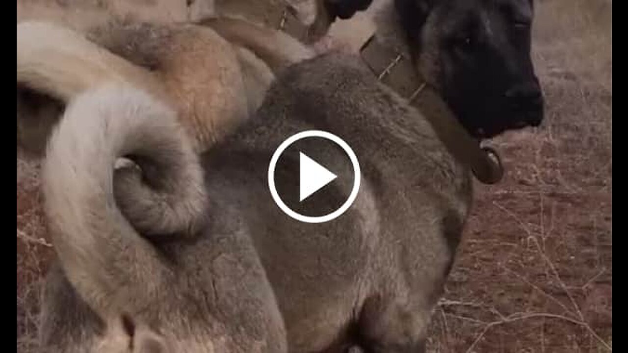 Black Phanter Kangal Shepherd Dogs