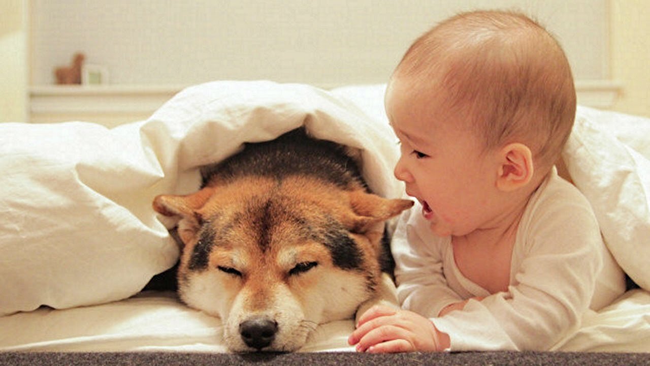 Dog bonding with newborn baby 😍