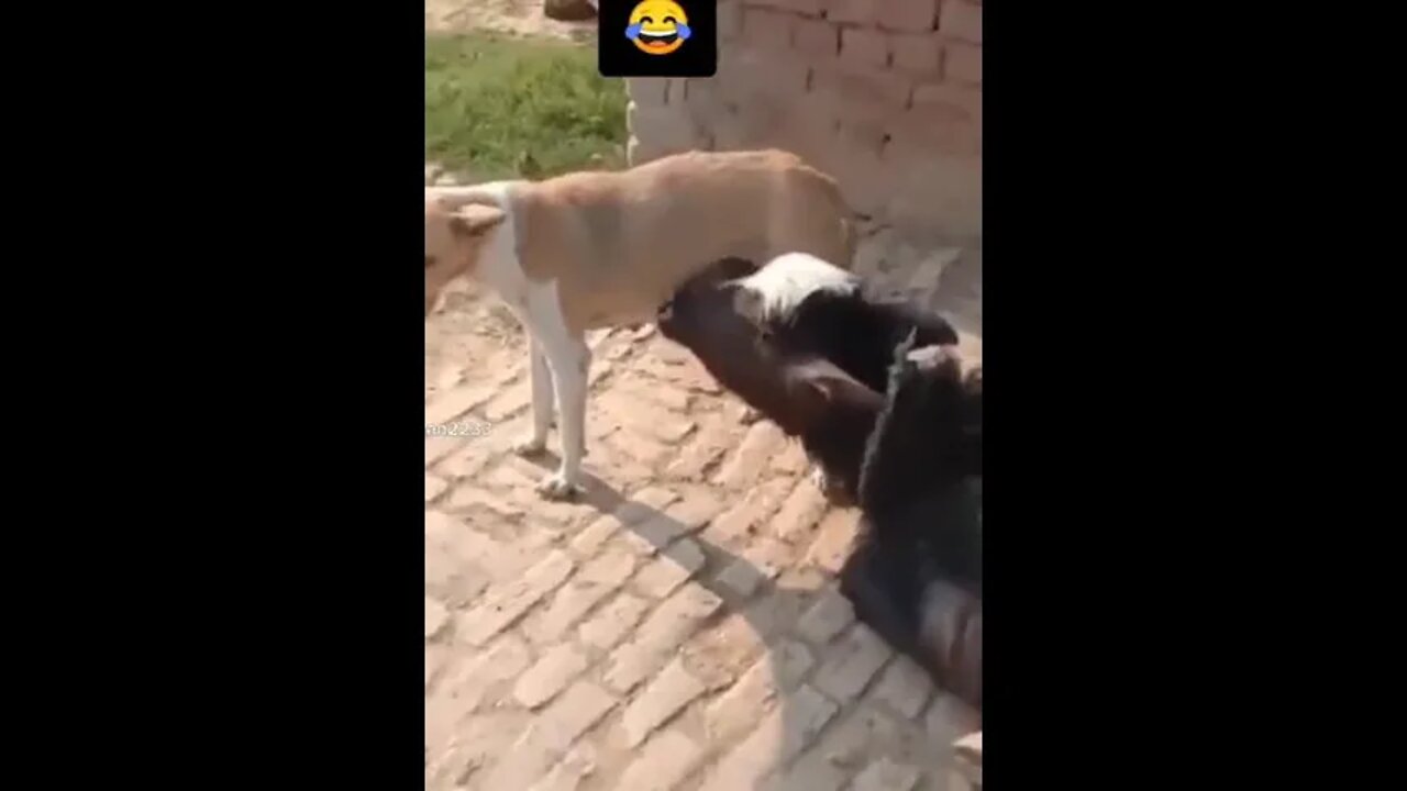 Dog is feeding Cow🤣🤣🤣