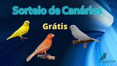 Sorteio Grátis de canários e gaiolas