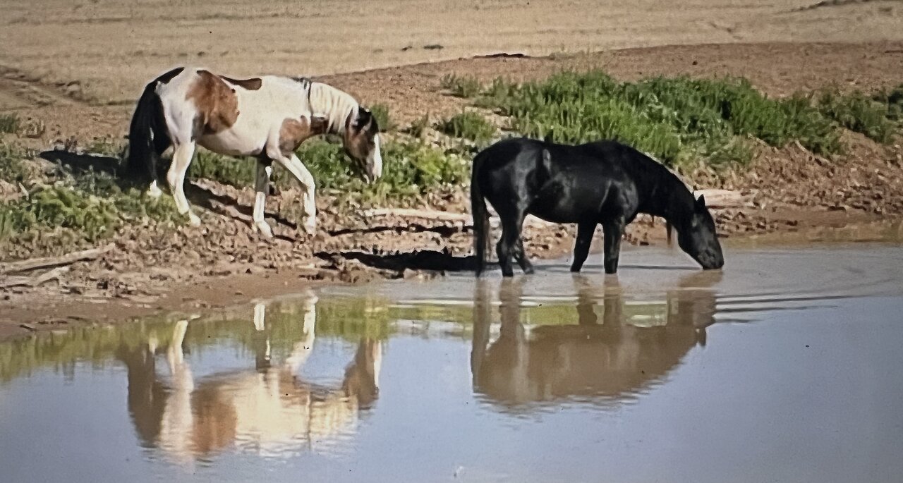 WHOA Wild Horses of America Ep 16 McCullough Peaks in Wyoming by Karen King