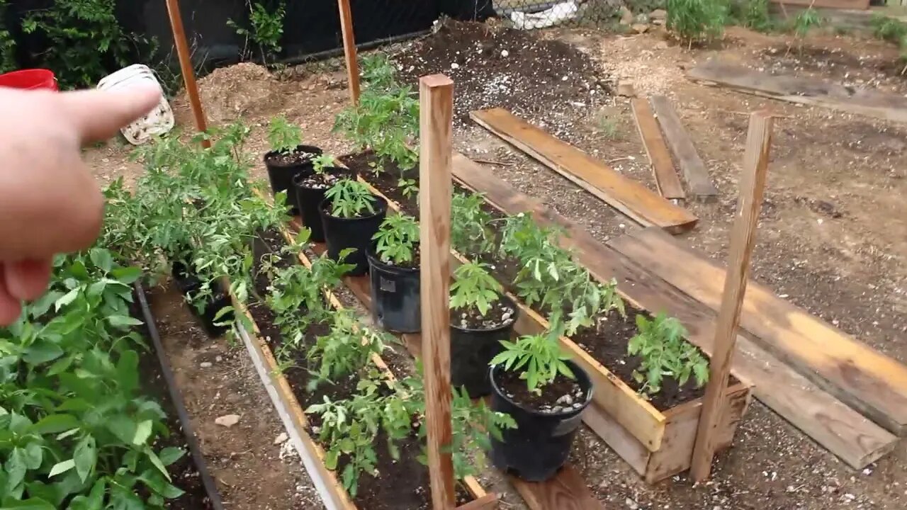 T Bird And Reds Outdoor Grow 2022 Rain, Sleet or Snow. The Bird gives an update on The Grow.π«£πππ€ ππΎπ²π¨