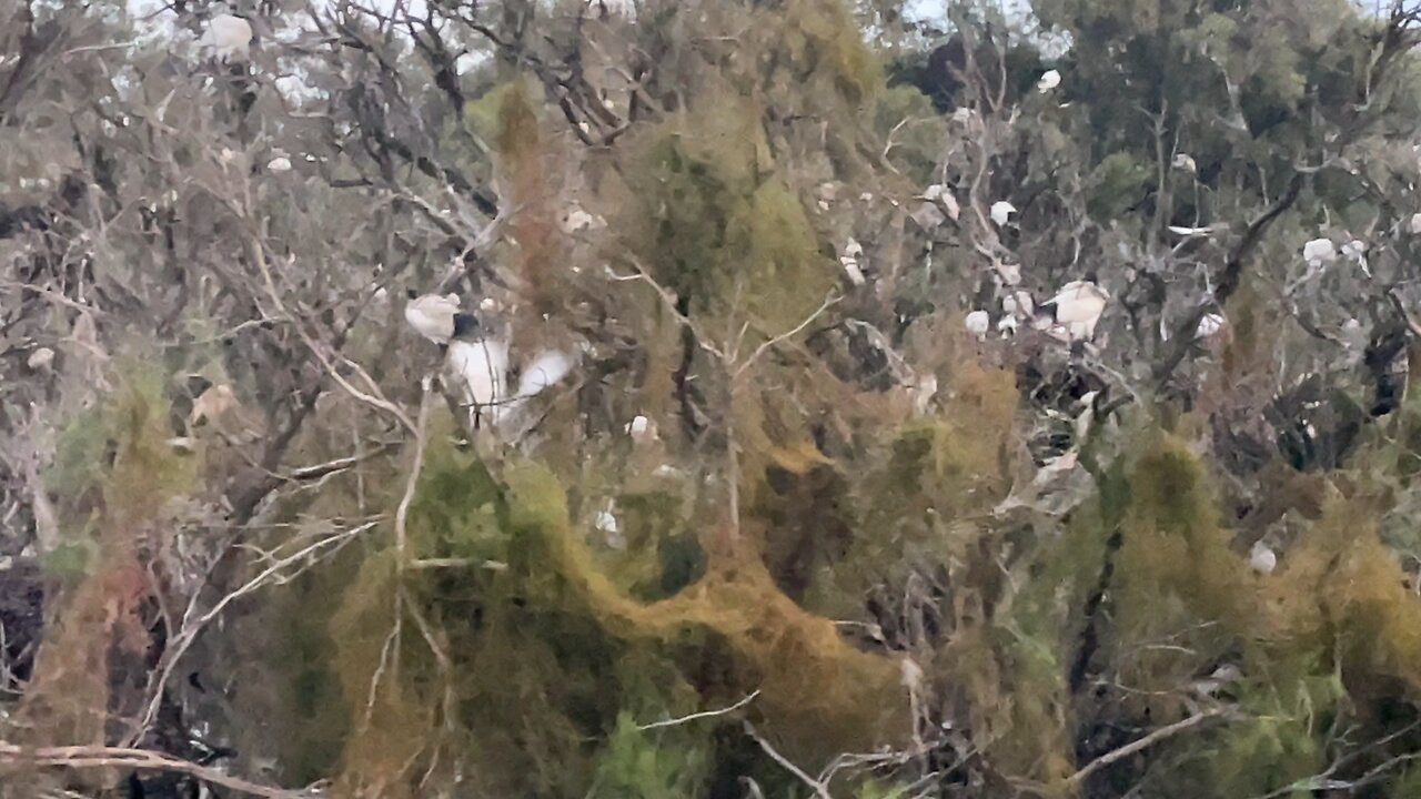 White Ibis at Tomato Lake