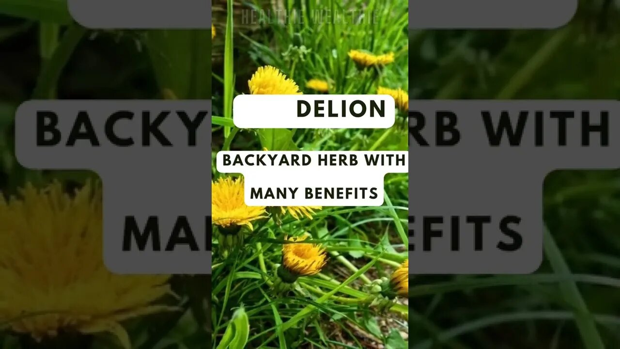 Dandelion Benefits - How Dandelions can help Your Health || Healthie Wealthie