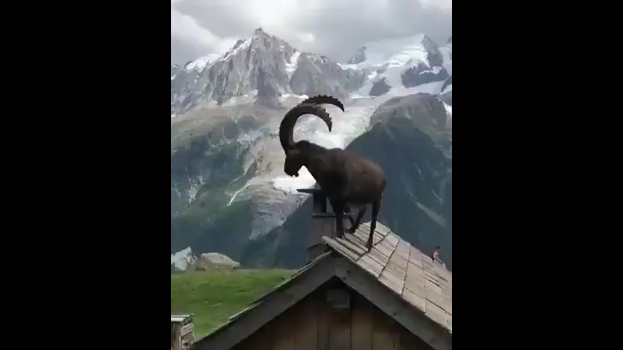 markhor