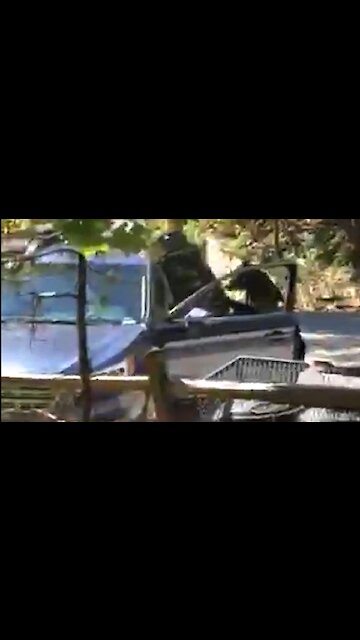 Hungry brown bear opens car door while looking for food