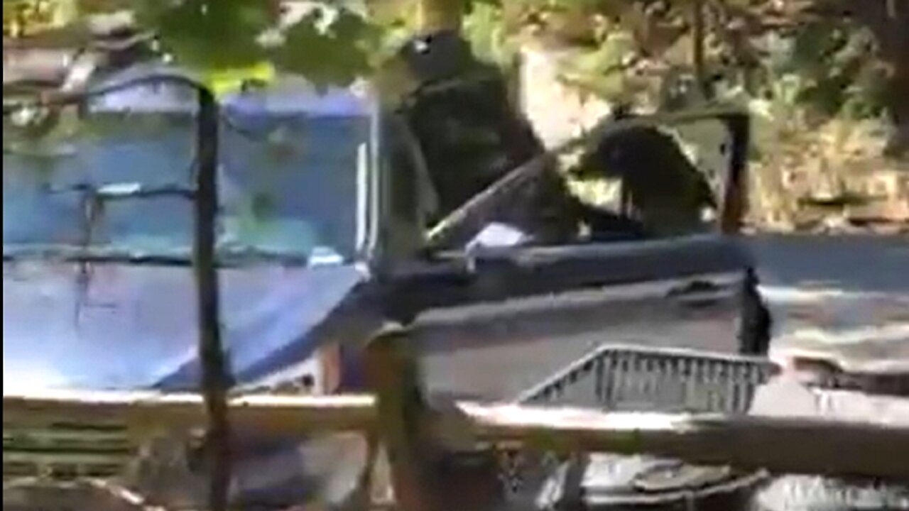 Hungry brown bear opens car door while looking for food