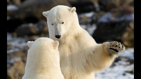 The Polar Bears decided to go for a ride in a truck. There wasn't enough room.