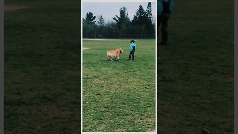The one retriever who doesn’t retrieve. 🐕🐾🧒😂😂
