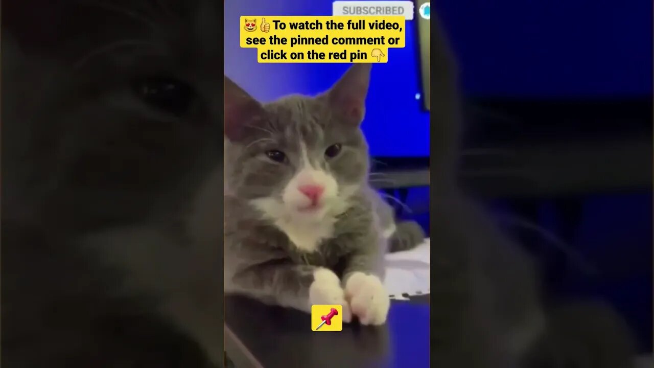 cute cat videos 😹funny videos 😂1423😻#shorts #catvideos #funnycatsvideos #cat #funny_cat #cutecat