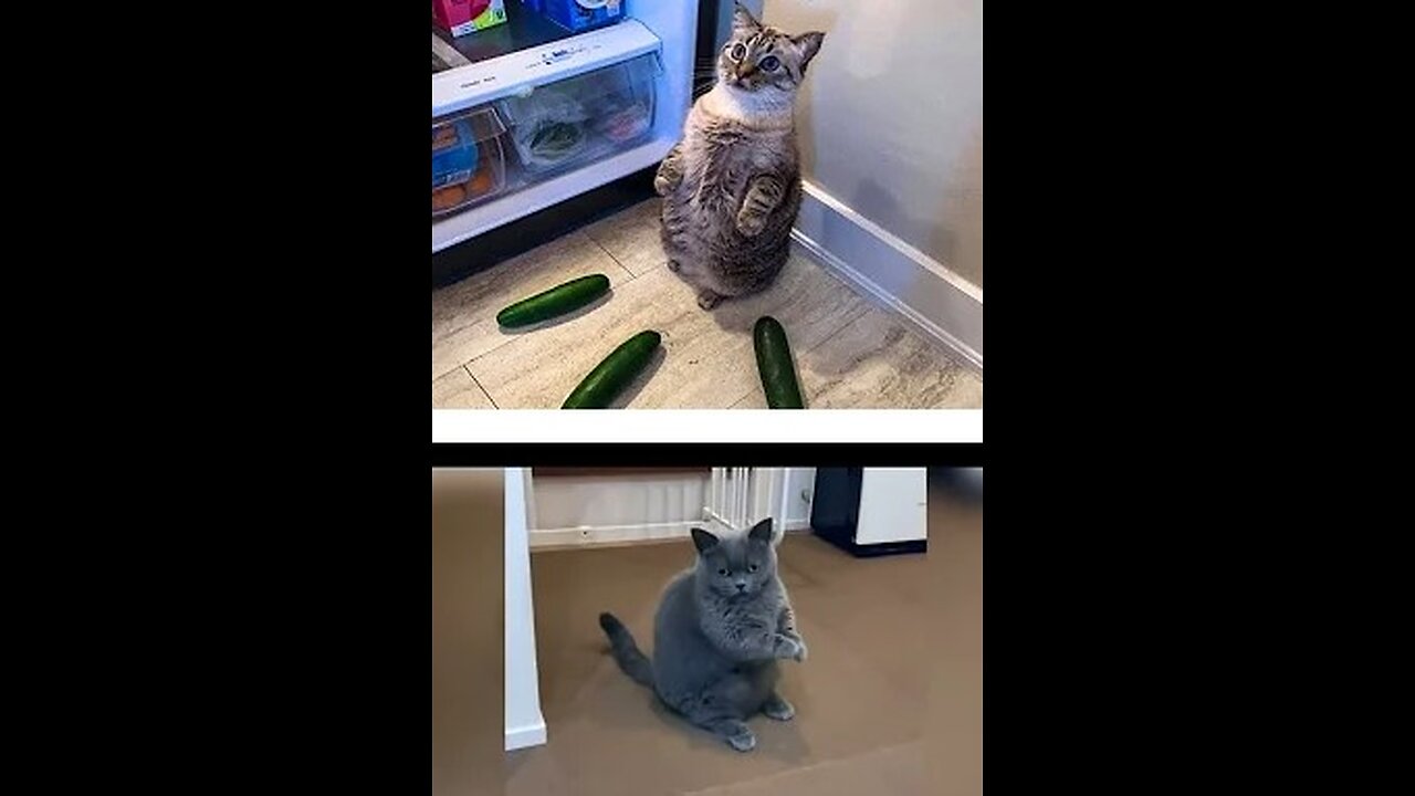 Compilations of Funny Animals Try Not To Laugh, #16