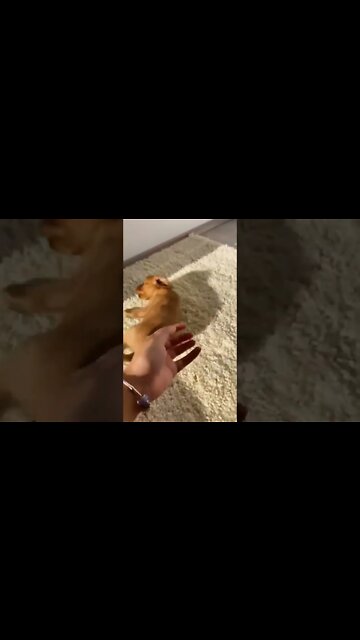 Give this dog a love ❤️ reaction on the comment section