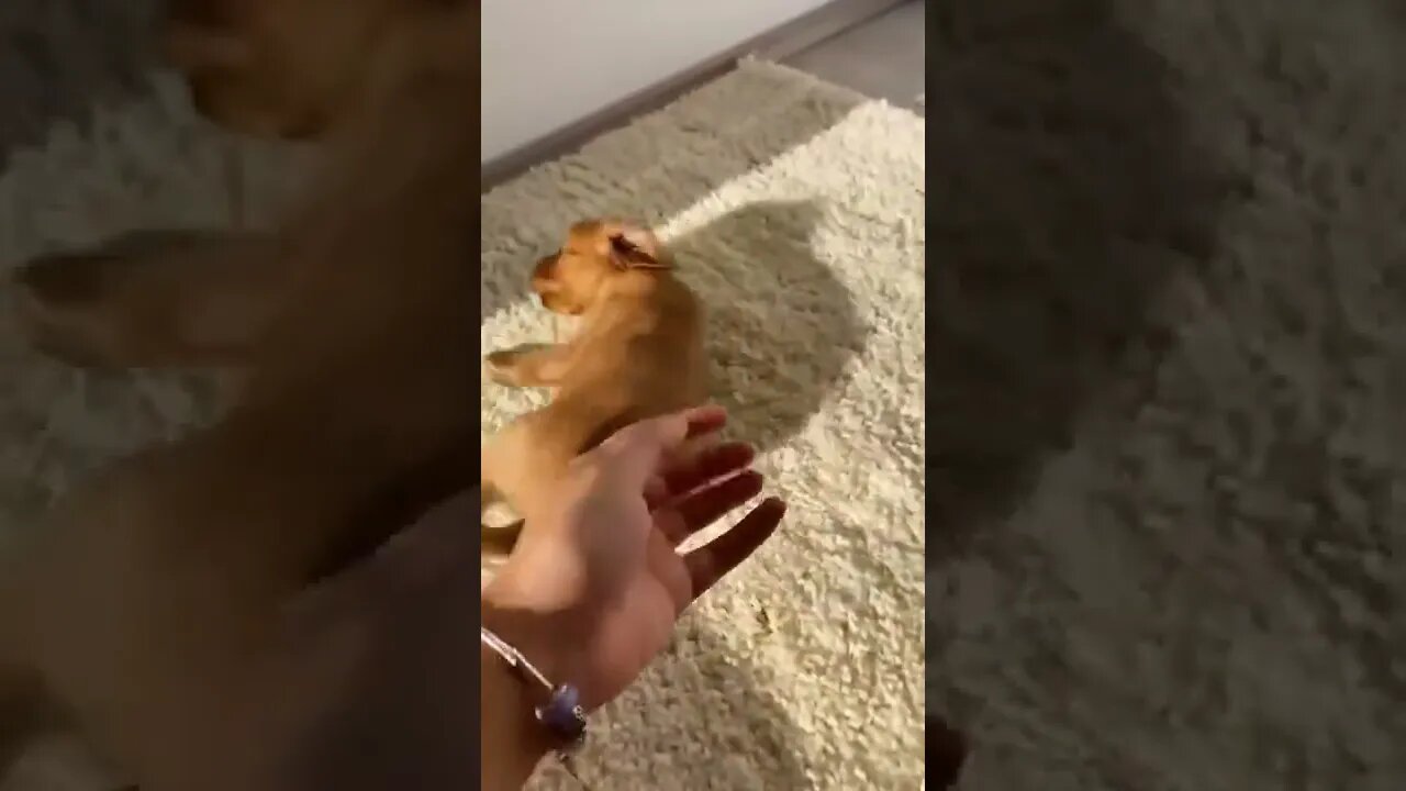 Give this dog a love ❤️ reaction on the comment section