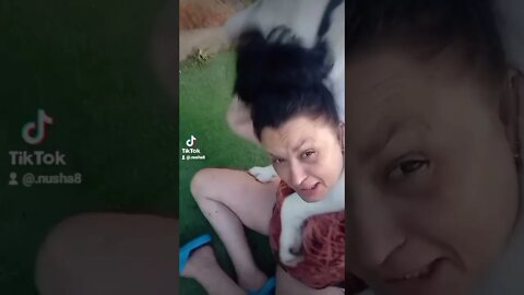 #shorts Смешные Собаки Из Тик Тока 30 Funny Dogs From Tiktok