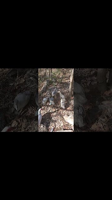 One of the Mother Ducks is out wandering around the yard with some of her Ducklings #muscovyducks