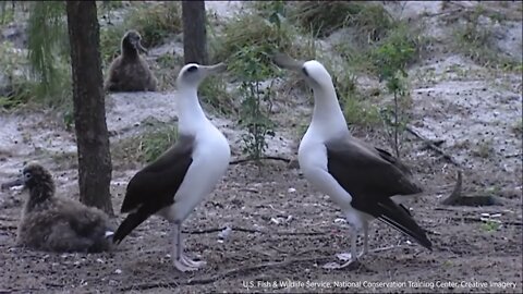 Albatross Mating Dance