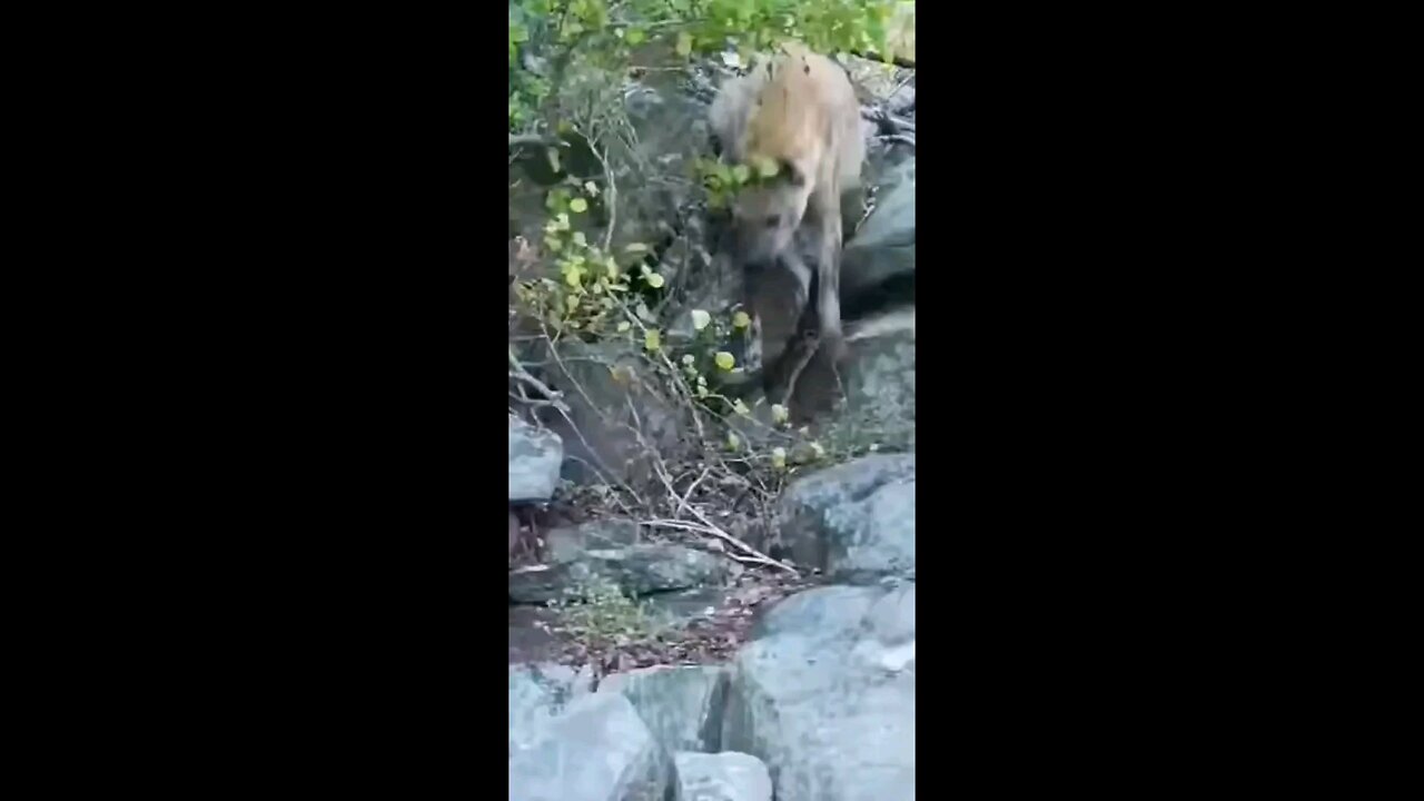 Leopard Fight Hyena For Impala