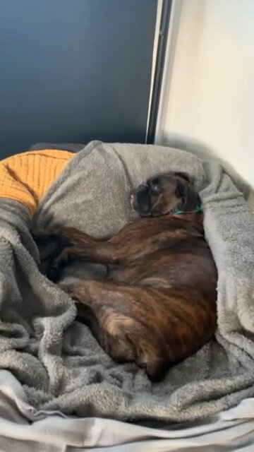 Sleepy Boxer