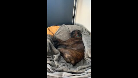 Sleepy Boxer