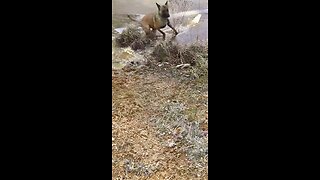 Dog breaks through ice while playing on frozen pond