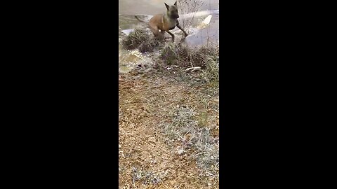 Dog breaks through ice while playing on frozen pond