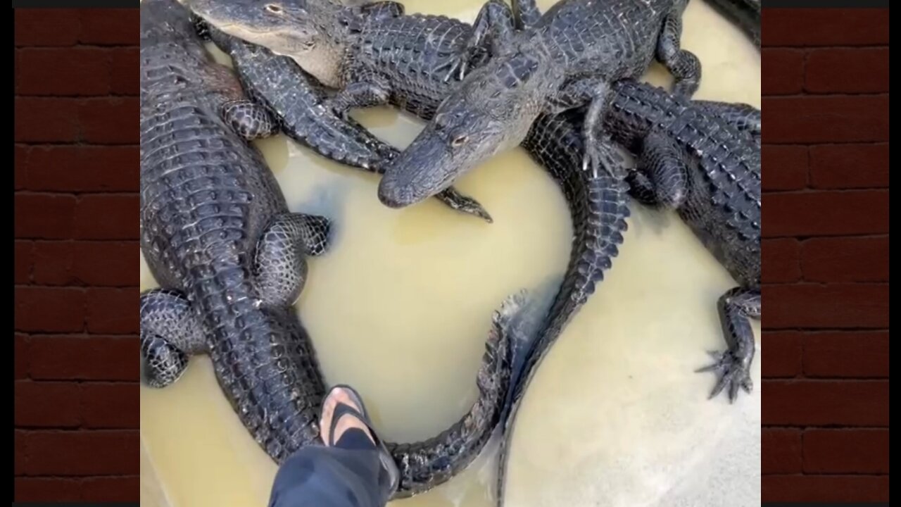 Beware the alligator.