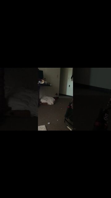 No Zoomies today, just walking her Dolly Lhama 26-April-2021