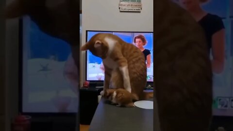 cat angry mood 😡😡