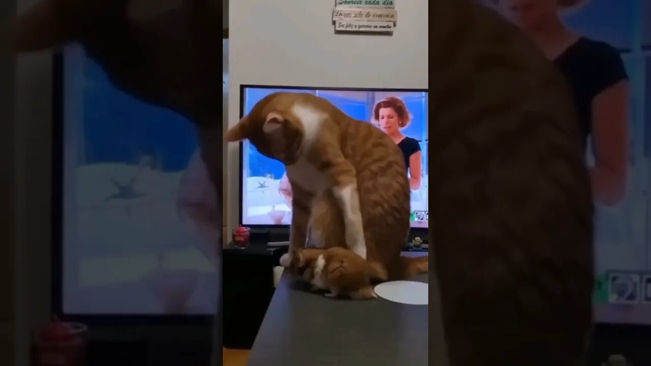 cat angry mood 😡😡