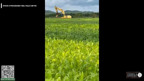 Chuva em Tocantins deixa colheitadeira na lama e valas na lavoura de soja