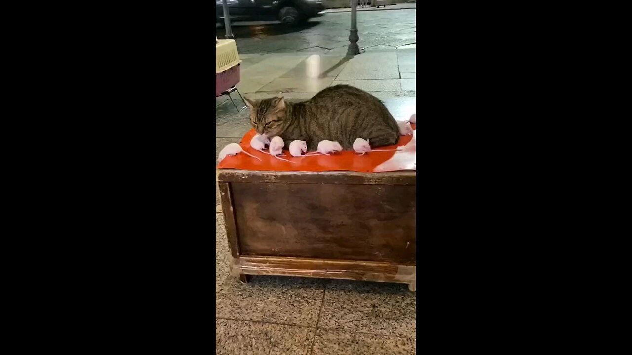 funny videos