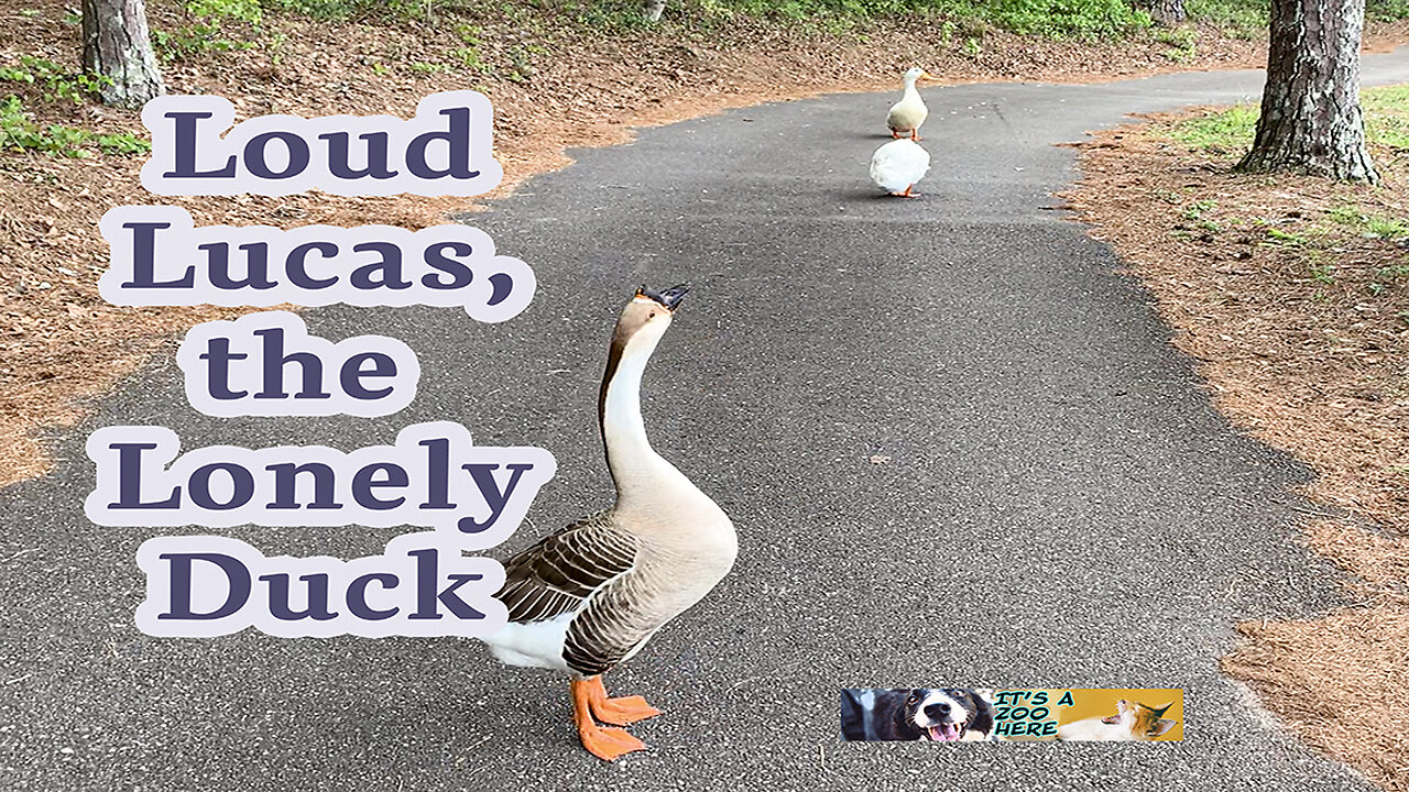 Loud Lucas The Lonely Duck, Calling His Dead Wife's Name