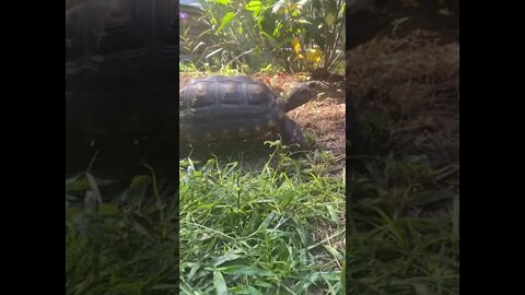 Tortoise March #short #tortoisemarch #tortoise #redfoottortoise #melonthetortoise