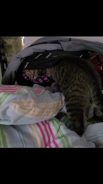 Camino checks out my suitcase