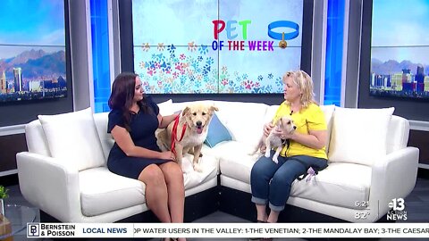 Pet of the week: Atah and Princessa