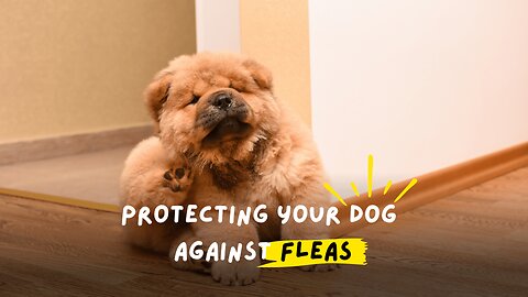 Protecting Your Dog Against Fleas: A Complete Guide