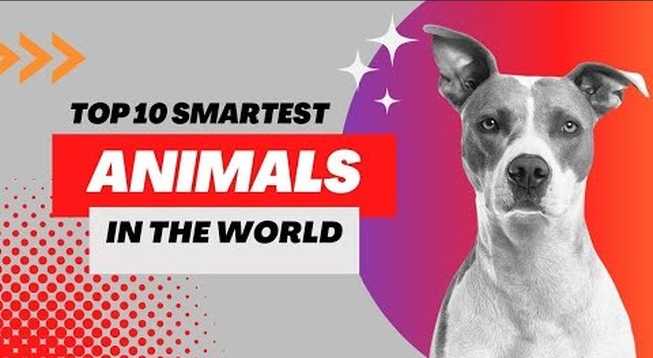 The Top 10 Smartest Animals In The World! #interestingfacts