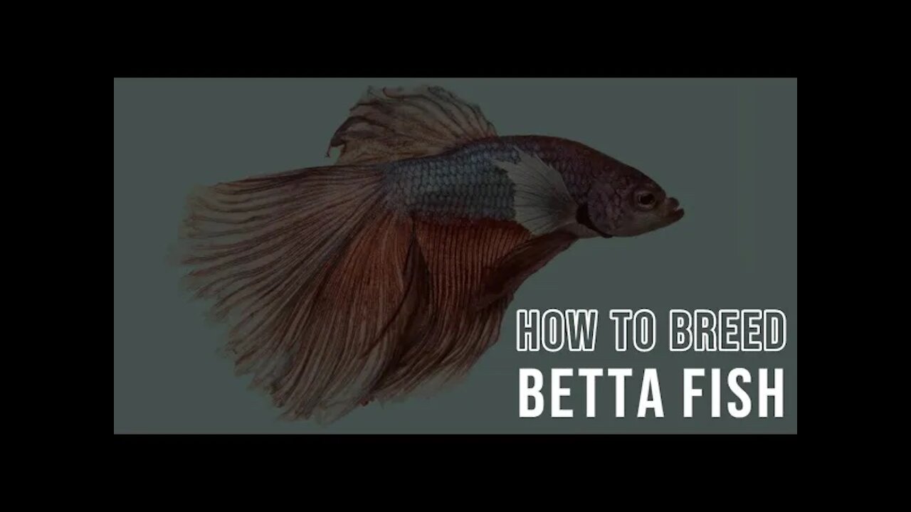 How To Breed Betta Fish ~ Quick | Educational | For Beginners