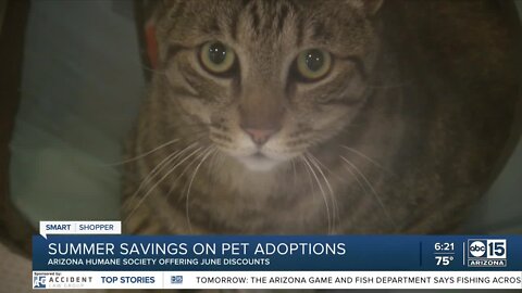 Summer savings on pet adoptions