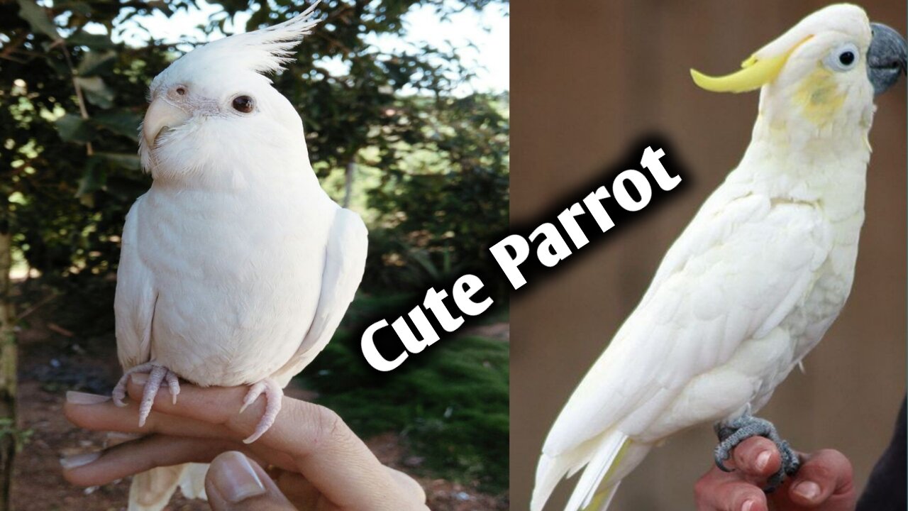 Cute parrot