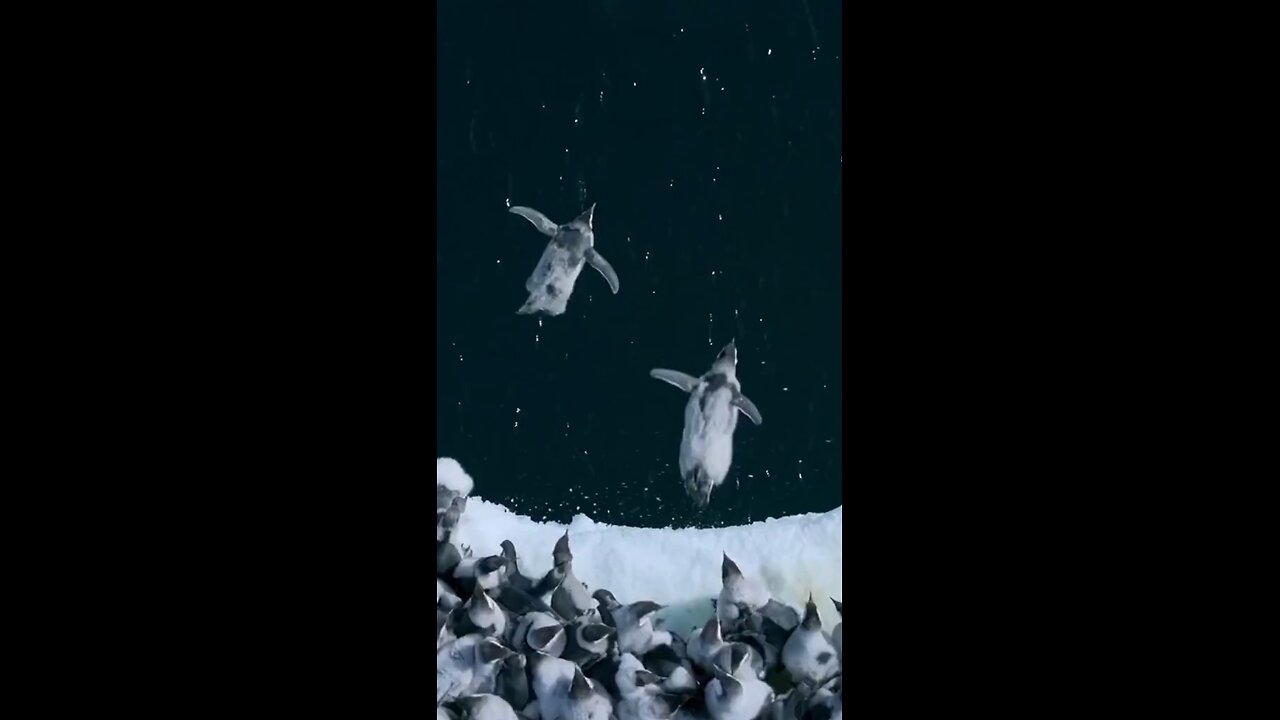 The Young Imperial Penguins!!!