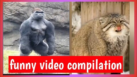 Collection of funny animal videos, funny cats, funny dogs and mice