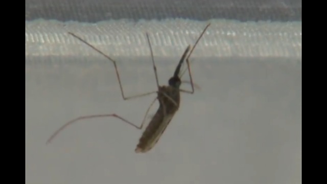 Mosquitoes still a problem despite spraying