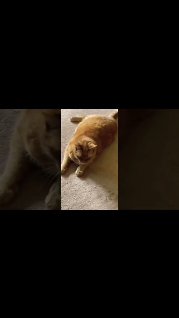 Needy Cat meowing at me