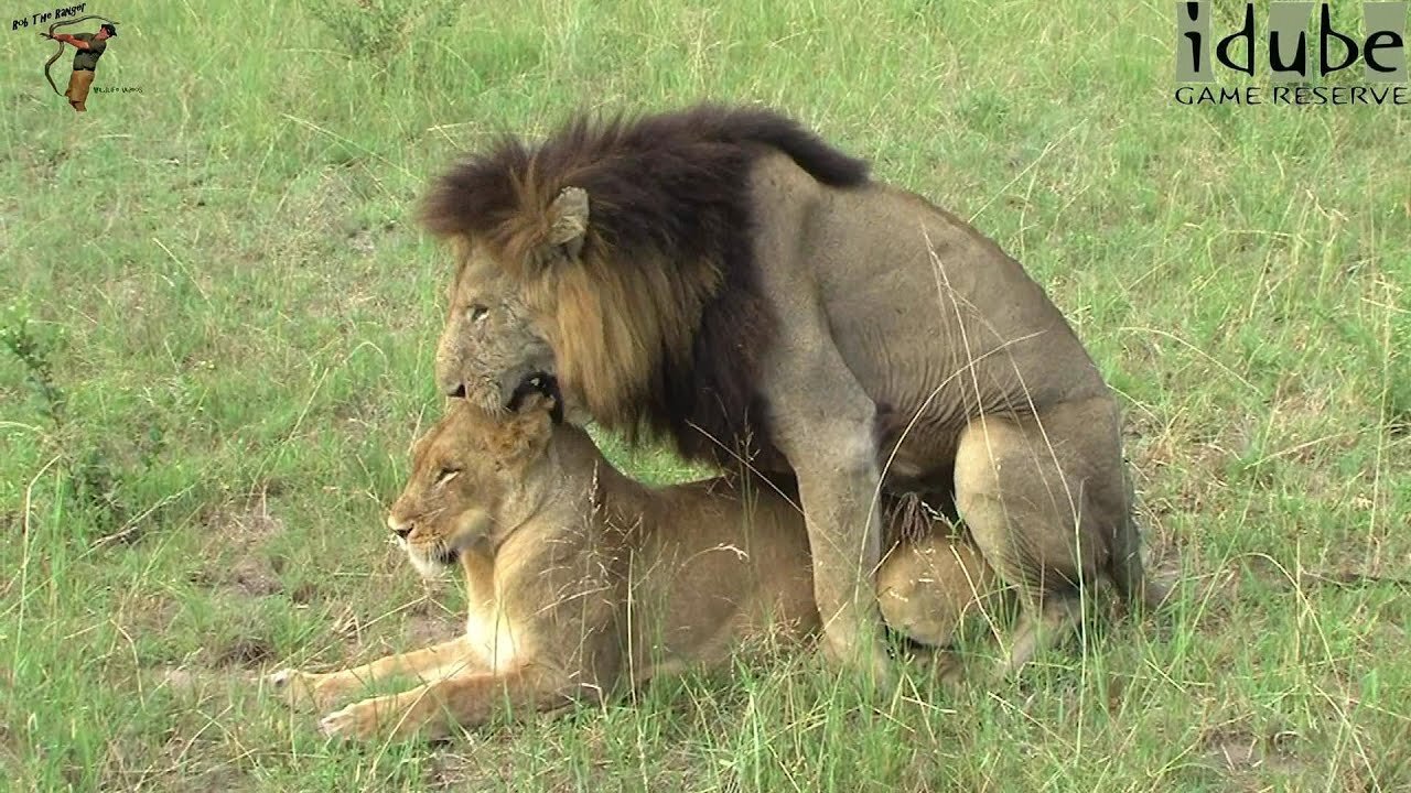 WILDlife: Lion Pairing Rituals Witnessed In South Africa