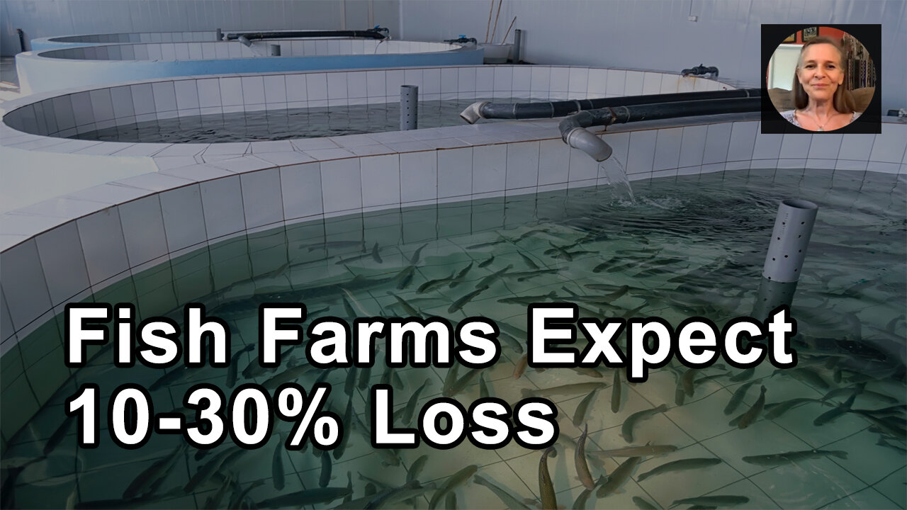 Fish Farms Expect A 10-30% Loss Of Fish Before Market Weight Because Of The Horrible Conditions