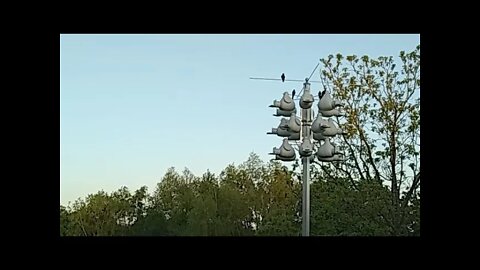 Purple Martin Update