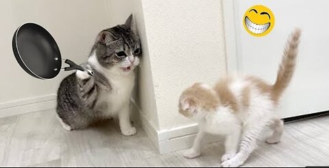 Funny animal videos try not to laugh 🤣🤣🤣🤣🤣