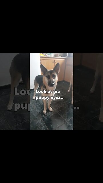 #shorts Hangry Dogs Barking For Treats