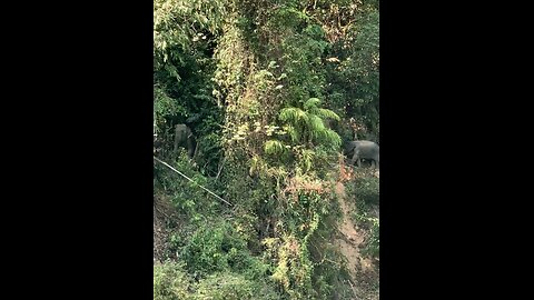 Wild Elephants🐘😱